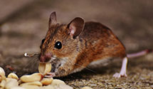 24 Hour & Emergency Exterminators in Egg Hbr City, NJ